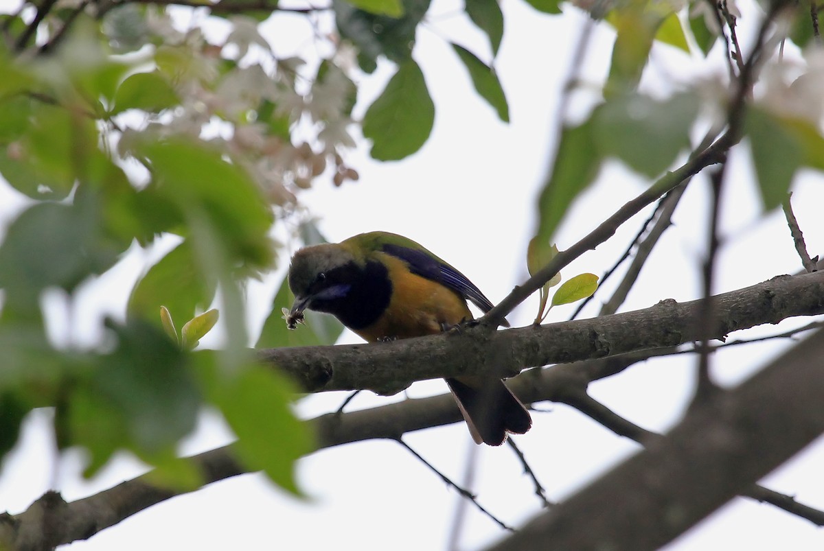 Orange-bellied Leafbird (Grayish-crowned) - ML610397464