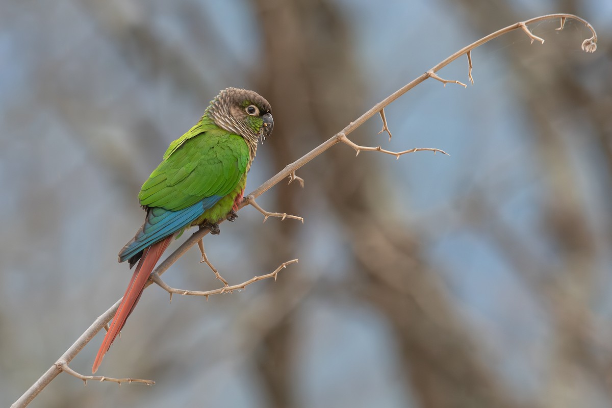 Green-cheeked Parakeet - ML610397610