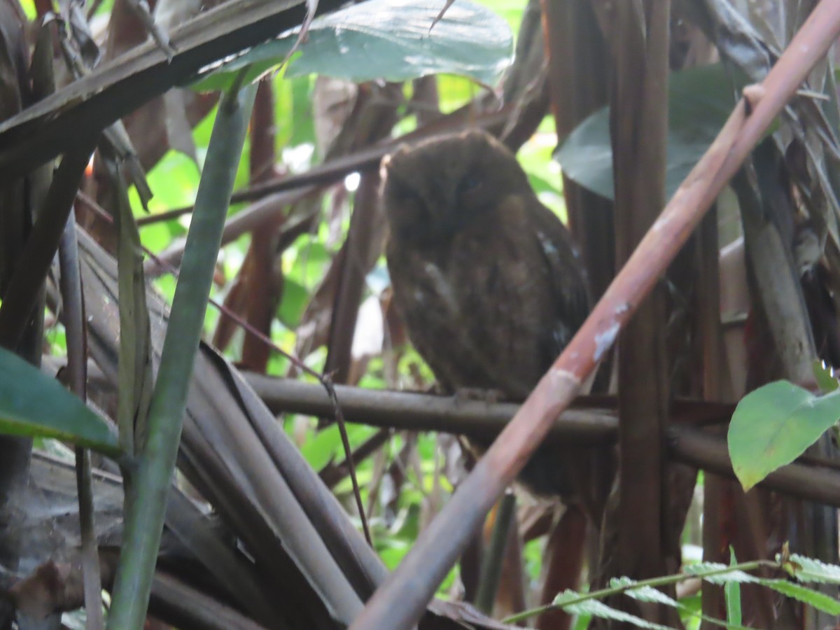 Madagascar Scops-Owl - Rudolf Koes