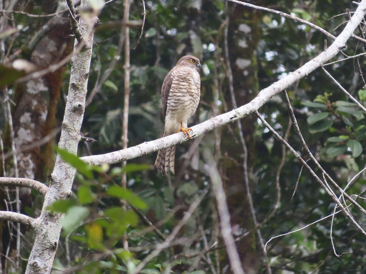 Madagascar Sparrowhawk - ML610398379