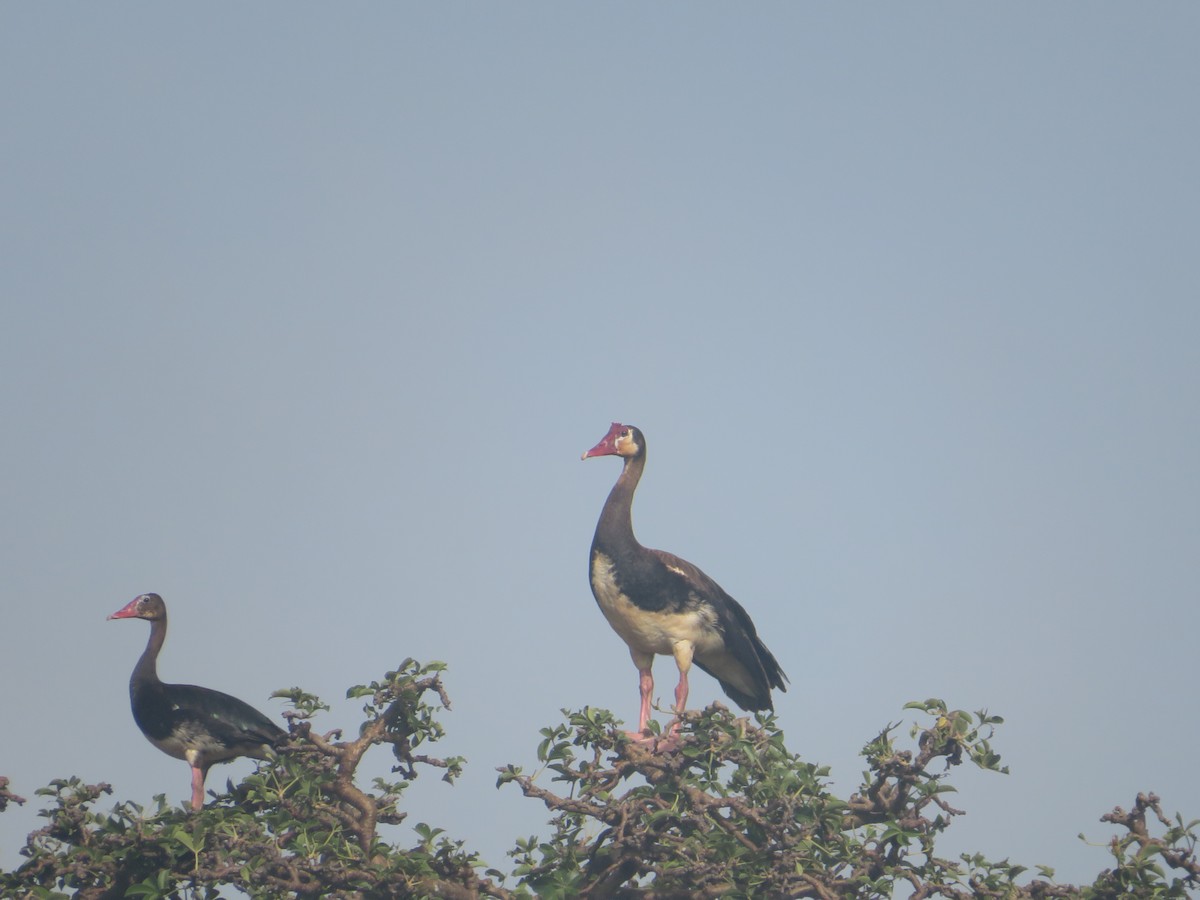 Spur-winged Goose - ML610398942