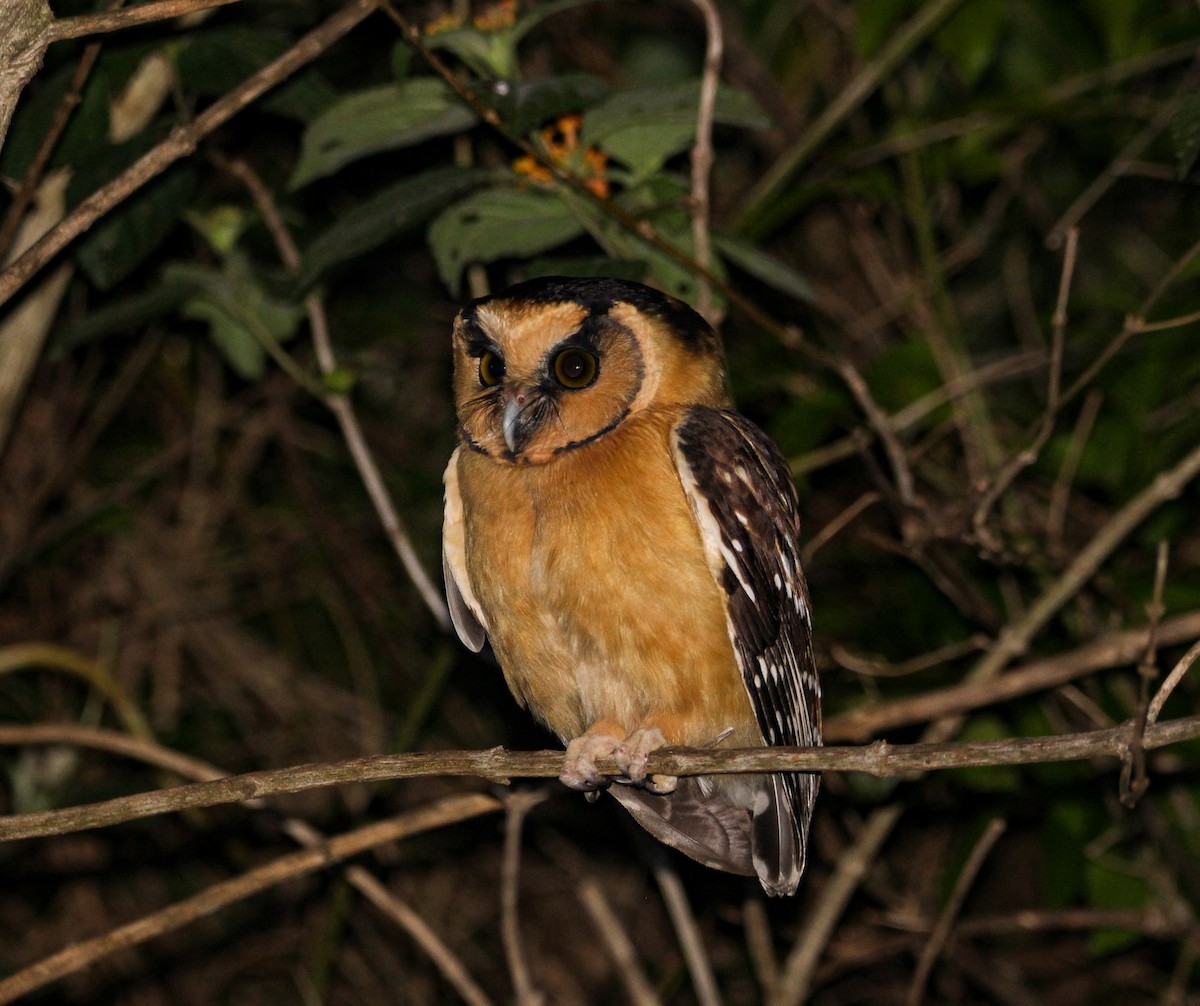 Buff-fronted Owl - ML610399191