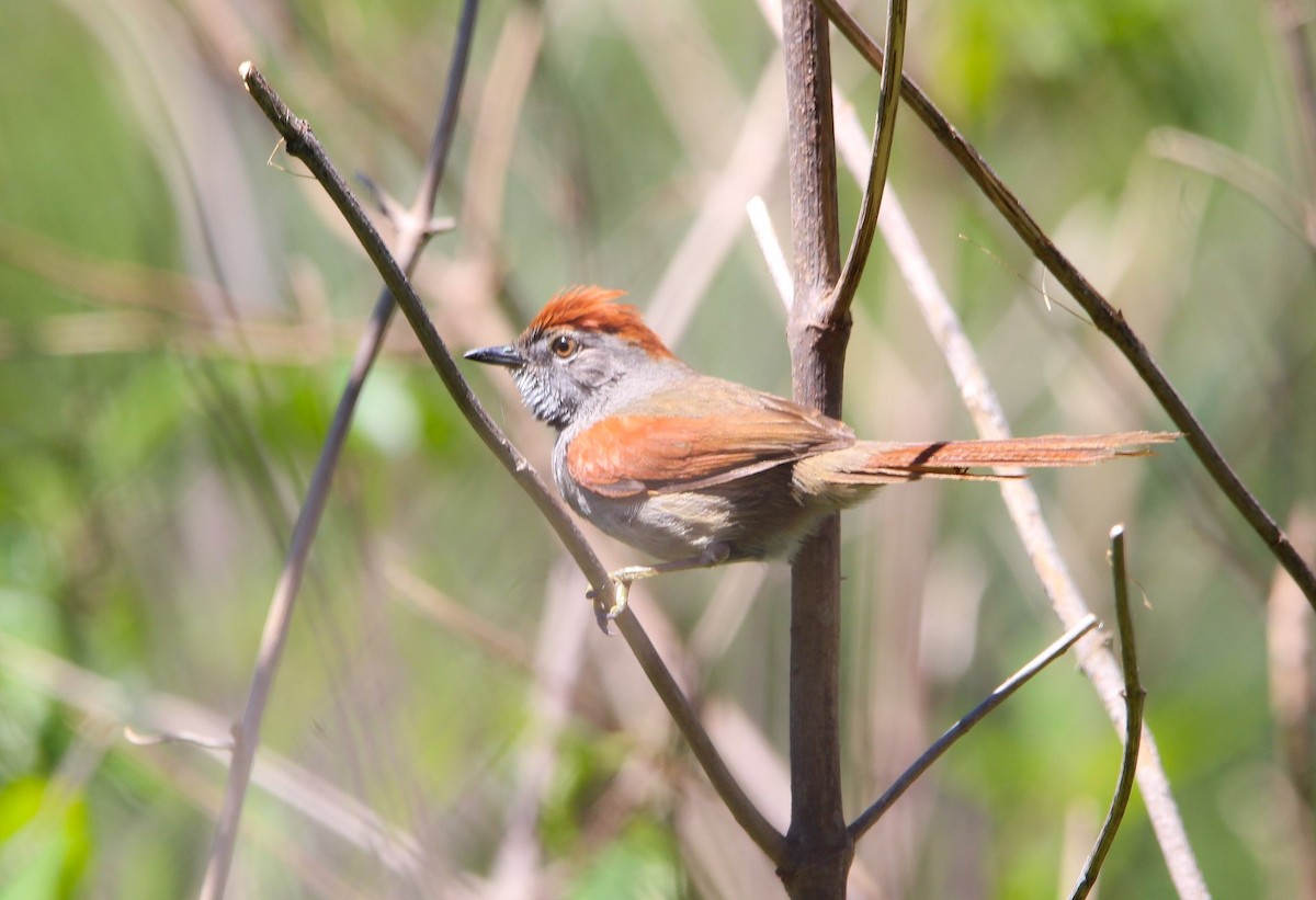 Sooty-fronted Spinetail - ML610399250