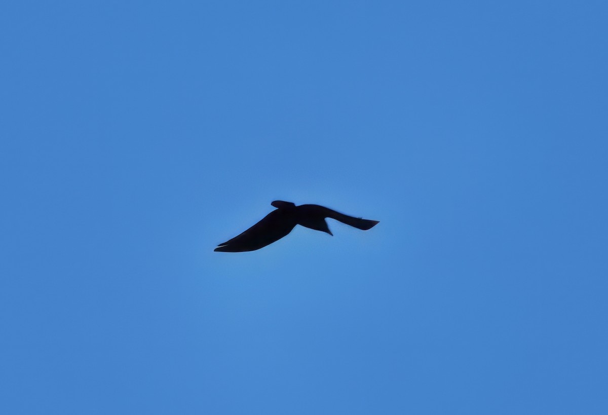 Common Raven - Lori White