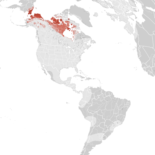 Mappa numerosità