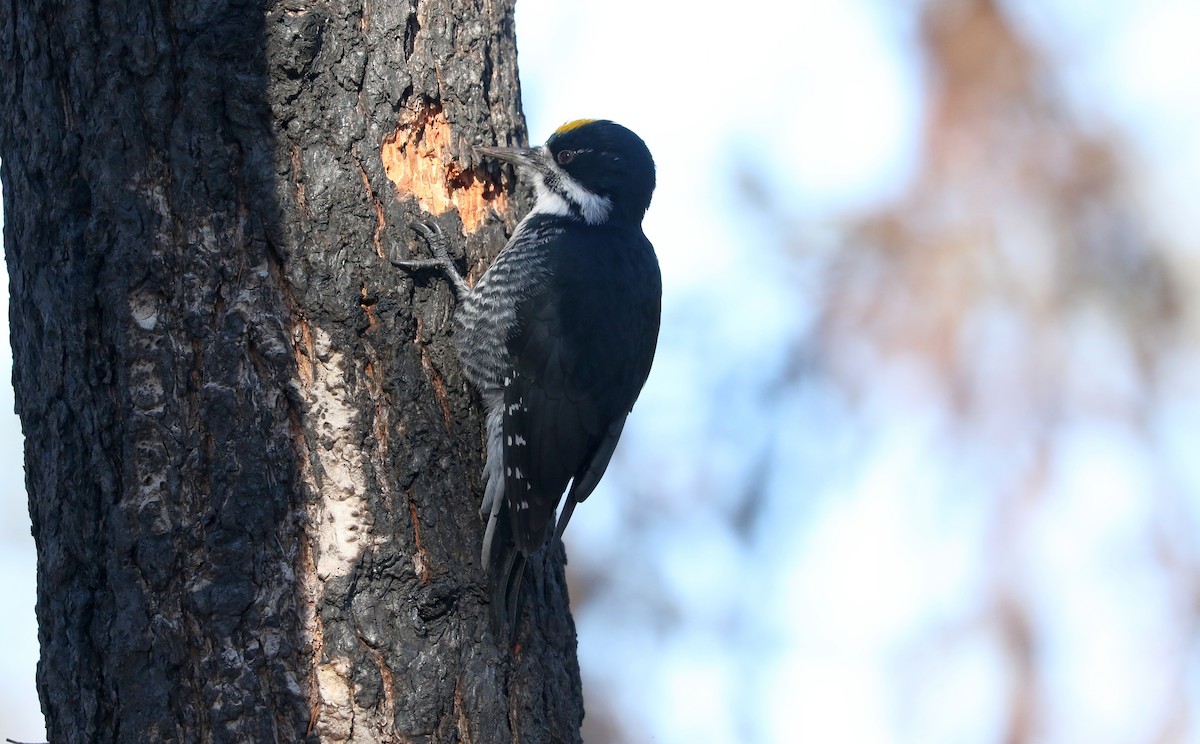 Black-backed Woodpecker - ML610399996