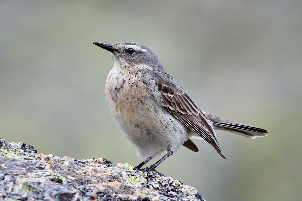 Water Pipit - ML610400687