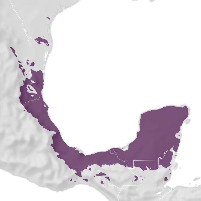 Mappa di distribuzione