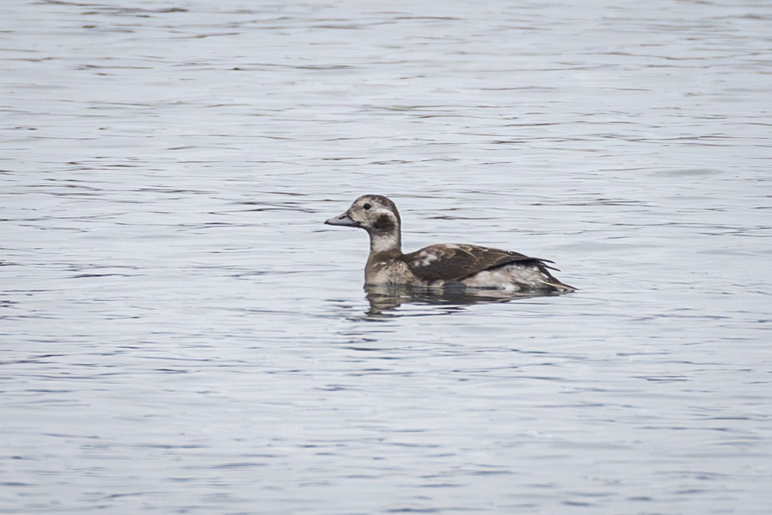 Long-tailed Duck - ML610400734