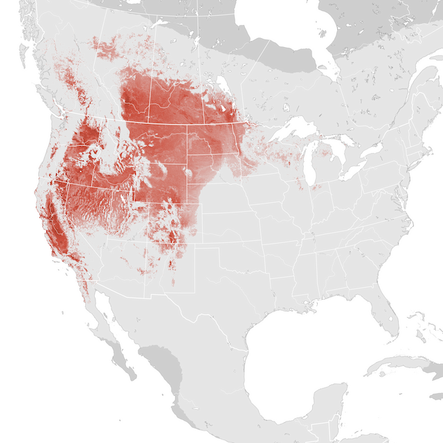 Abundance Map