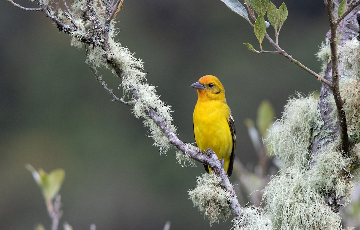 Flame-colored Tanager - Annika Anderson