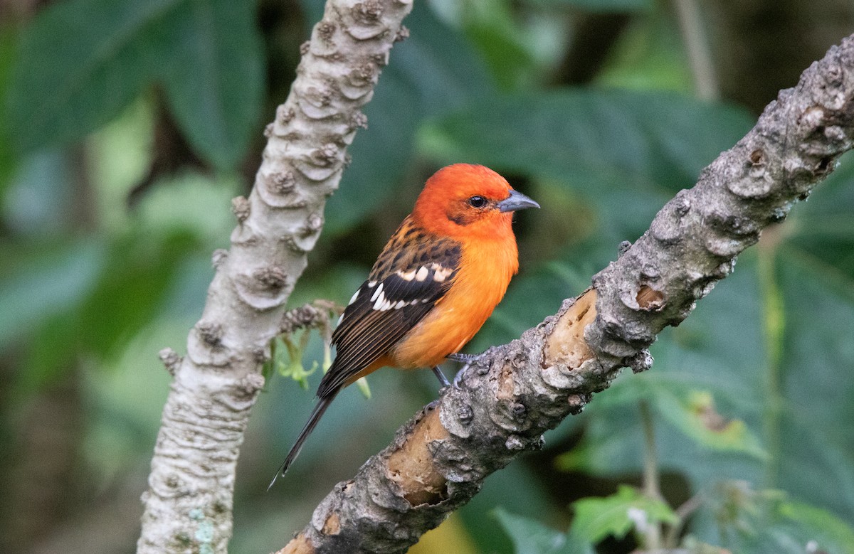 Flame-colored Tanager - Annika Anderson
