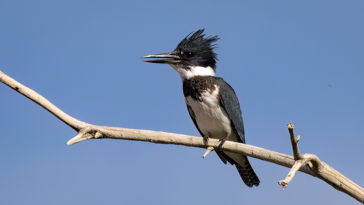 Belted Kingfisher - ML610401968