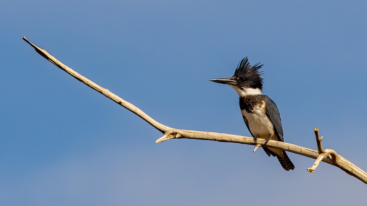 Belted Kingfisher - ML610401969