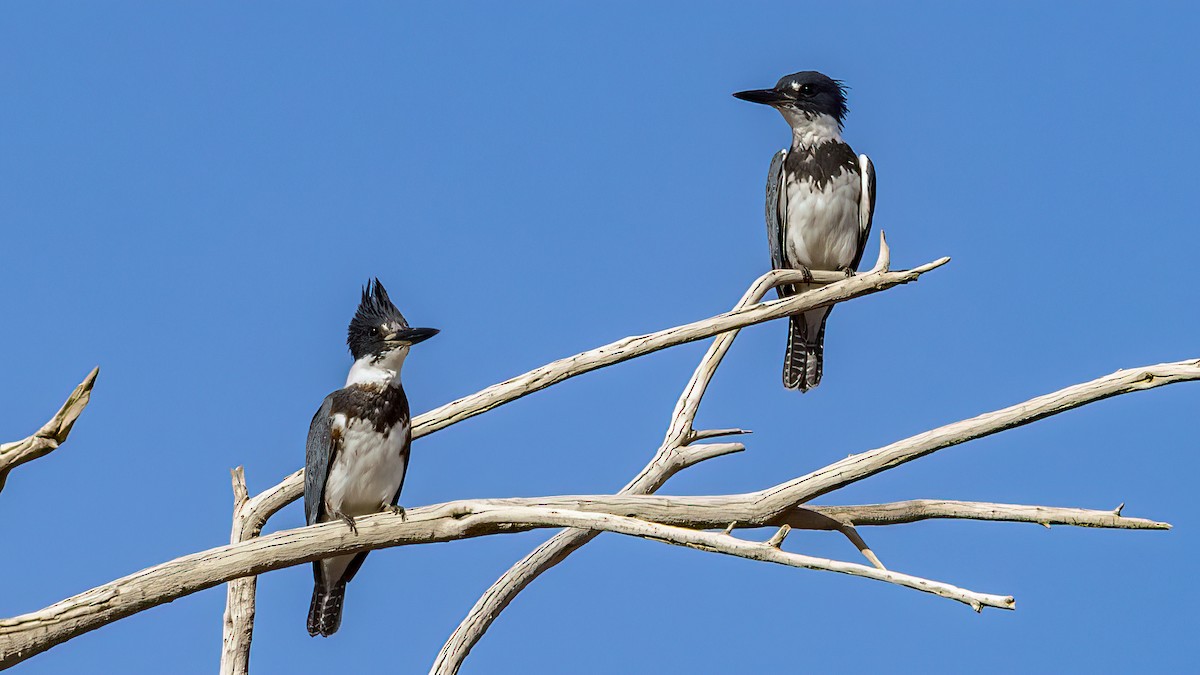 Belted Kingfisher - ML610401970
