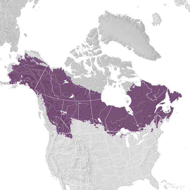 Mappa di distribuzione