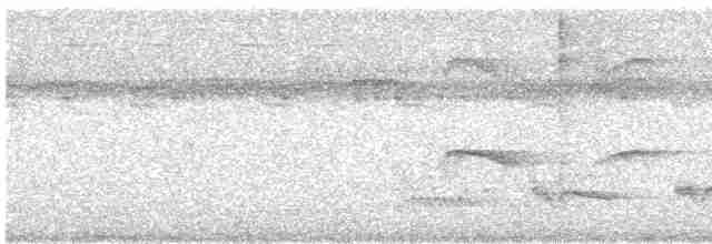 Atlantik Karınca Tiranı - ML610402367