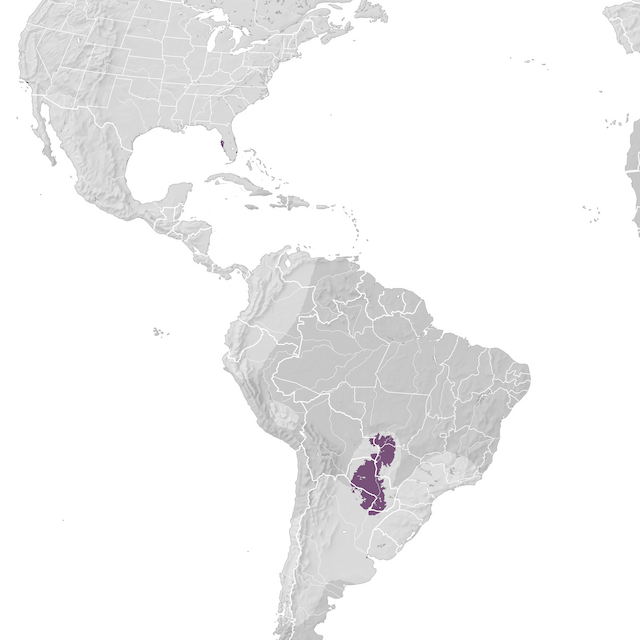 Mapa de Distribuição