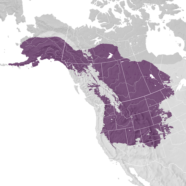 Mappa di distribuzione