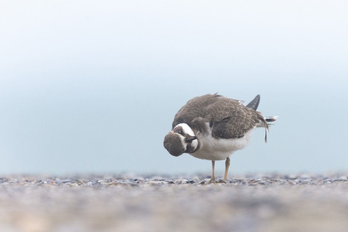 Common Ringed Plover - ML610402674