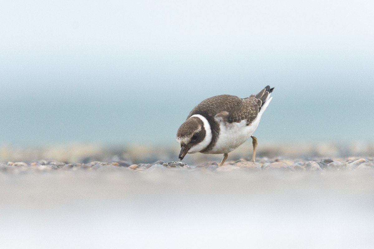 Common Ringed Plover - ML610402676