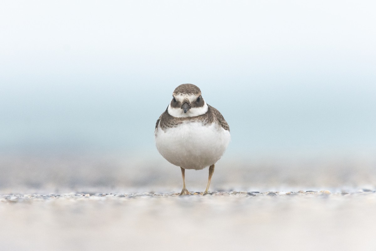 Common Ringed Plover - ML610402677