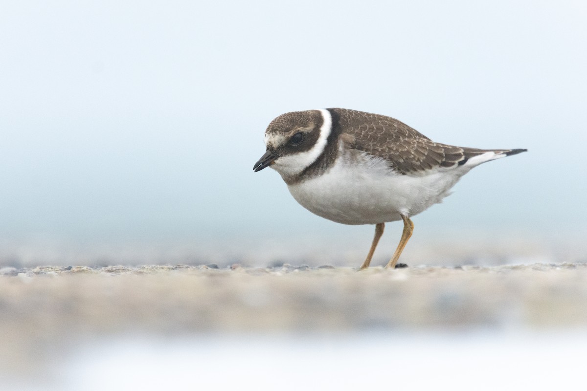 Common Ringed Plover - ML610402678