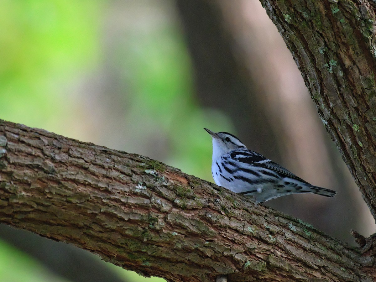 Black-and-white Warbler - ML610402809