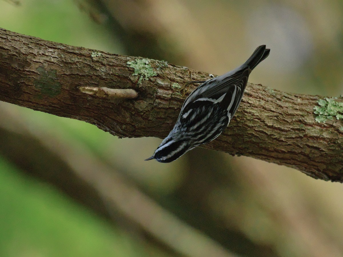Black-and-white Warbler - ML610402810