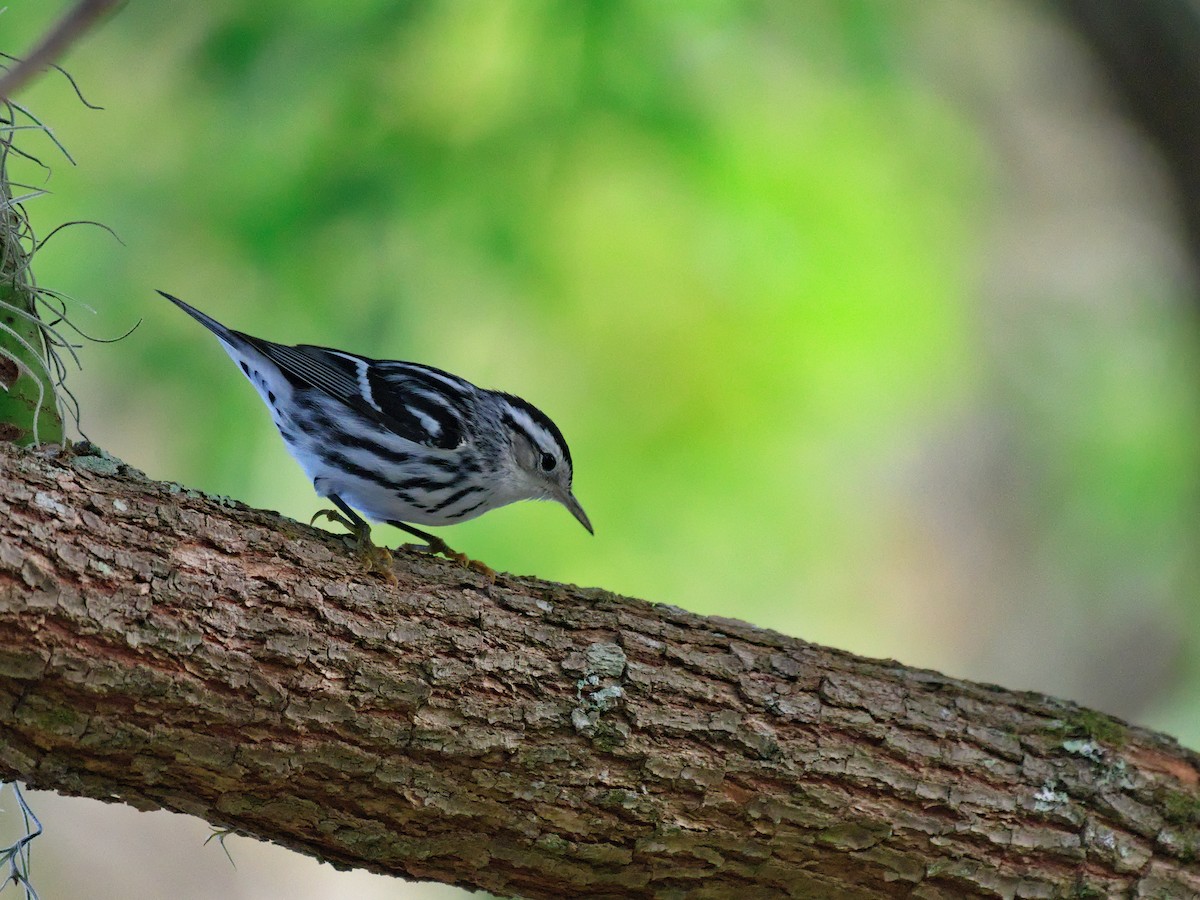Black-and-white Warbler - ML610402811