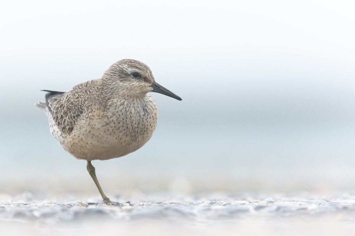 Red Knot - ML610403039