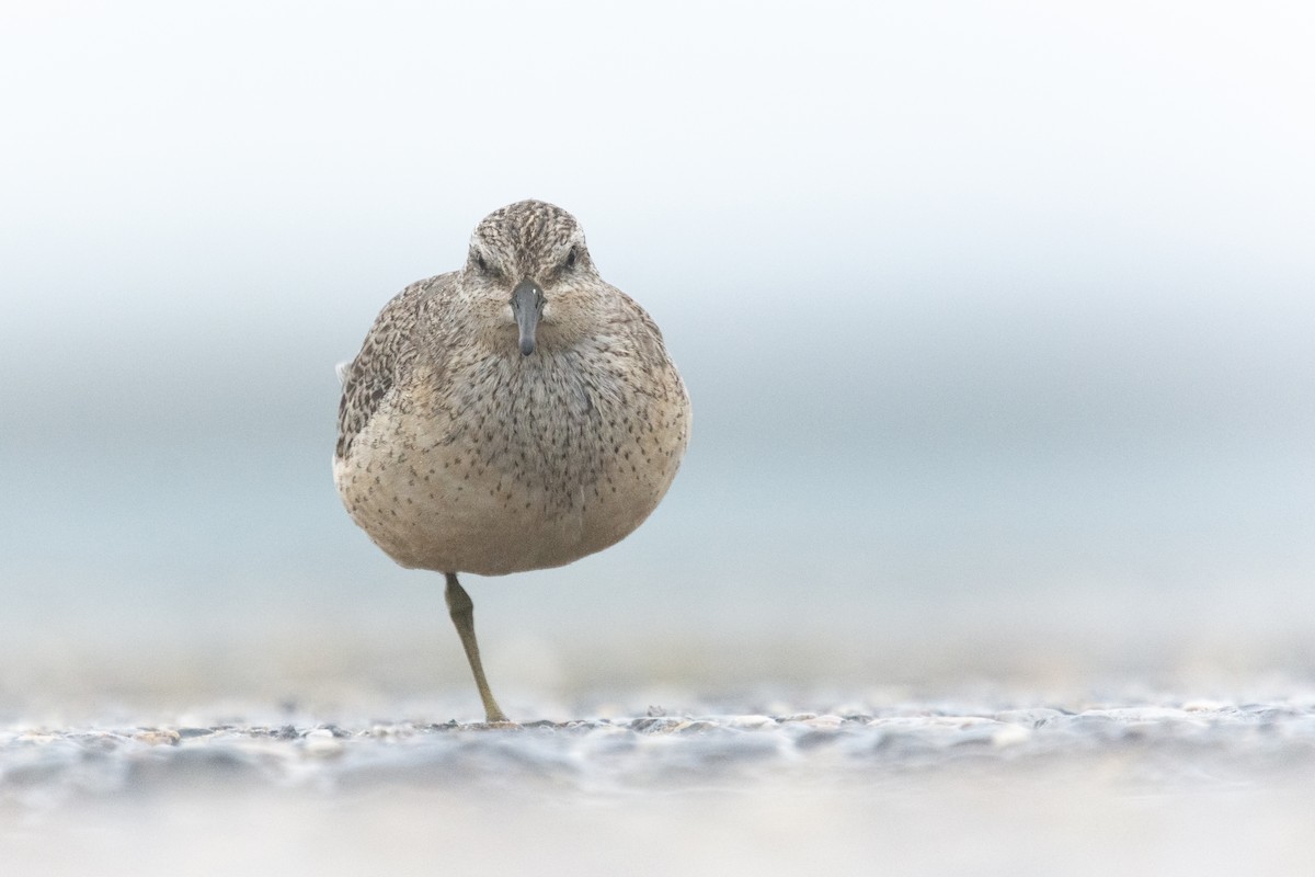 Red Knot - ML610403040