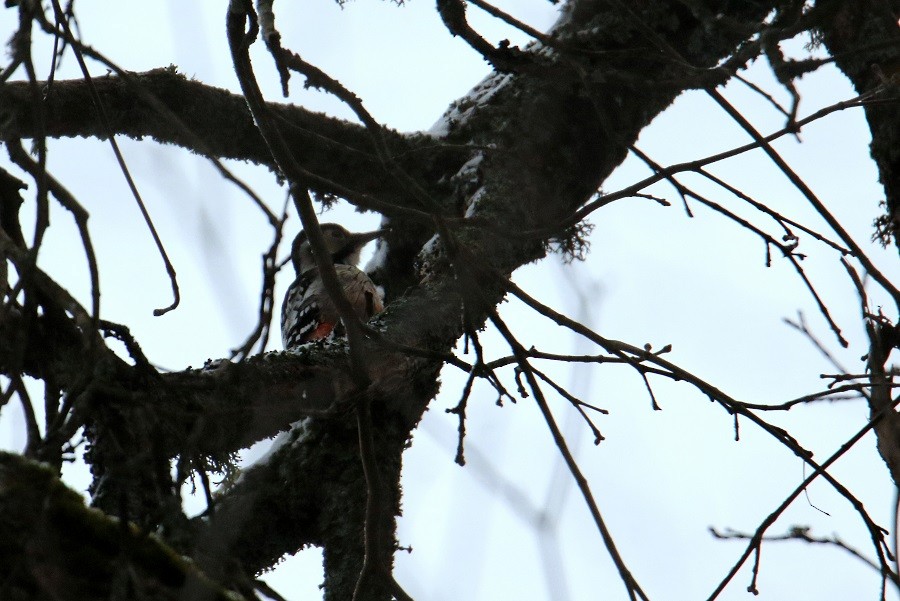 White-backed Woodpecker - ML610403073