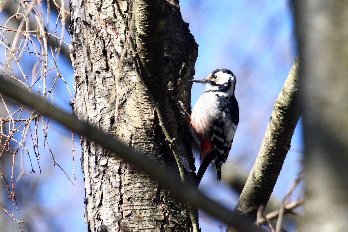 White-backed Woodpecker - ML610403138
