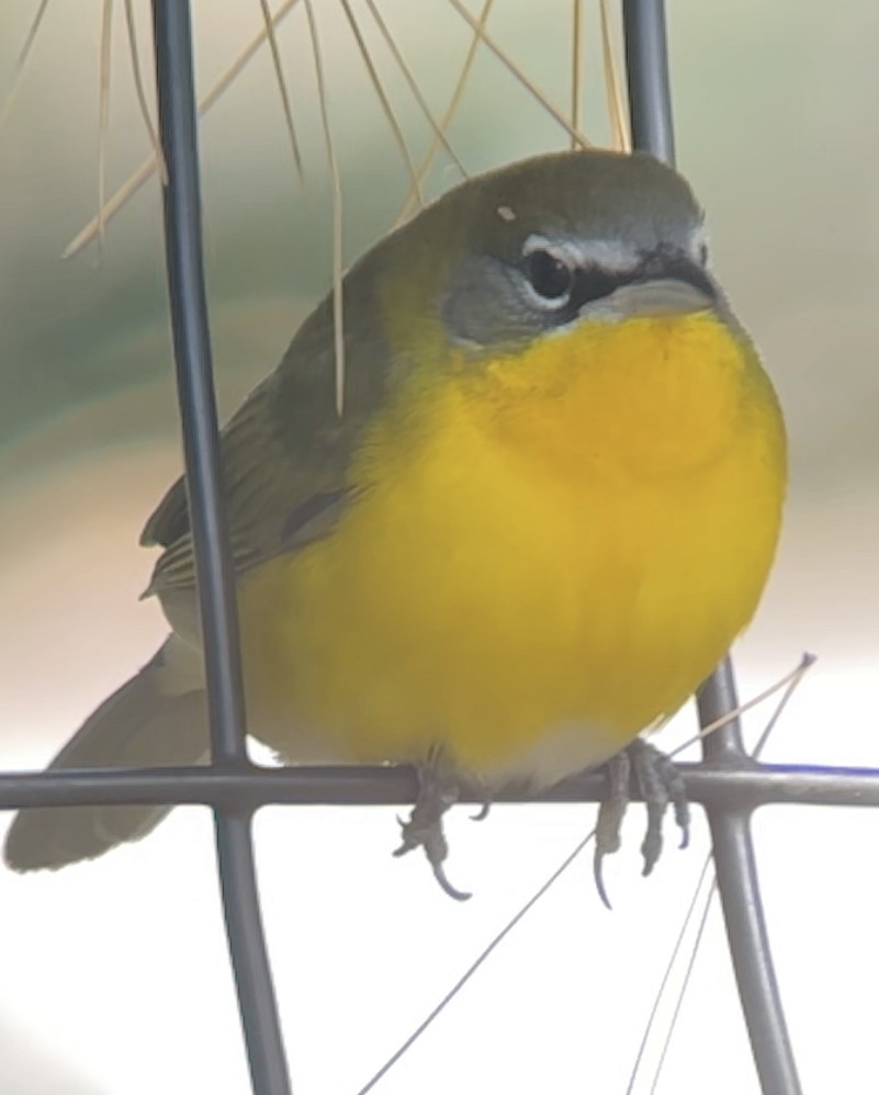 Yellow-breasted Chat - ML610403532