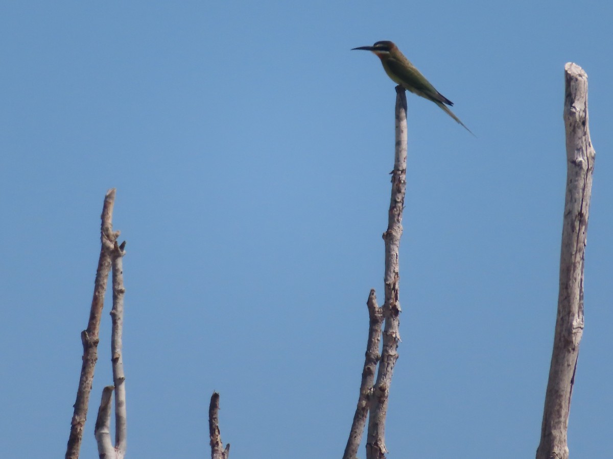 Madagascar Bee-eater - ML610403754