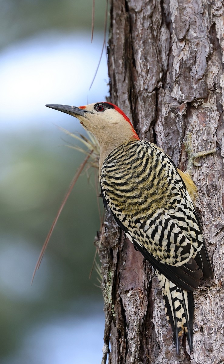 West Indian Woodpecker - ML610403773