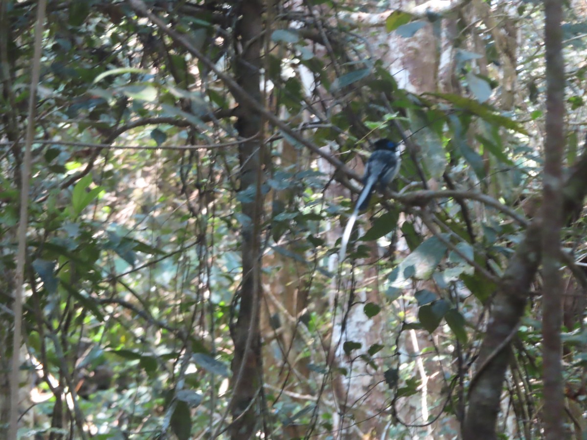 Мадагаскарская райская мухоловка - ML610403913