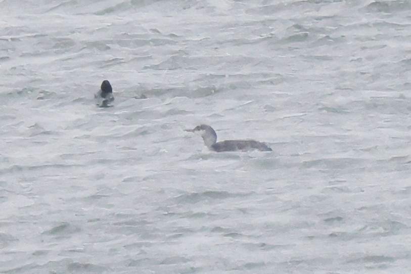 Red-throated Loon - ML610404465