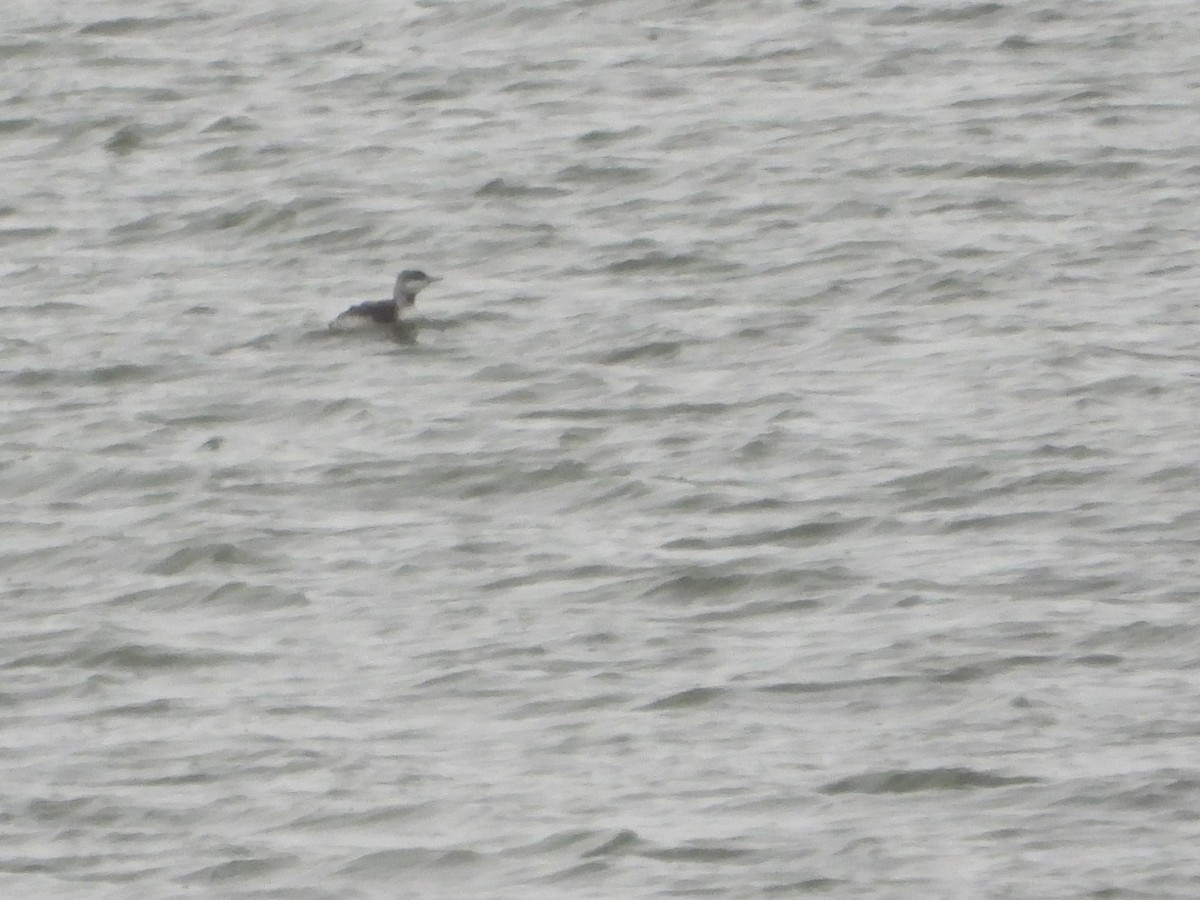 Red-throated Loon - ML610404466