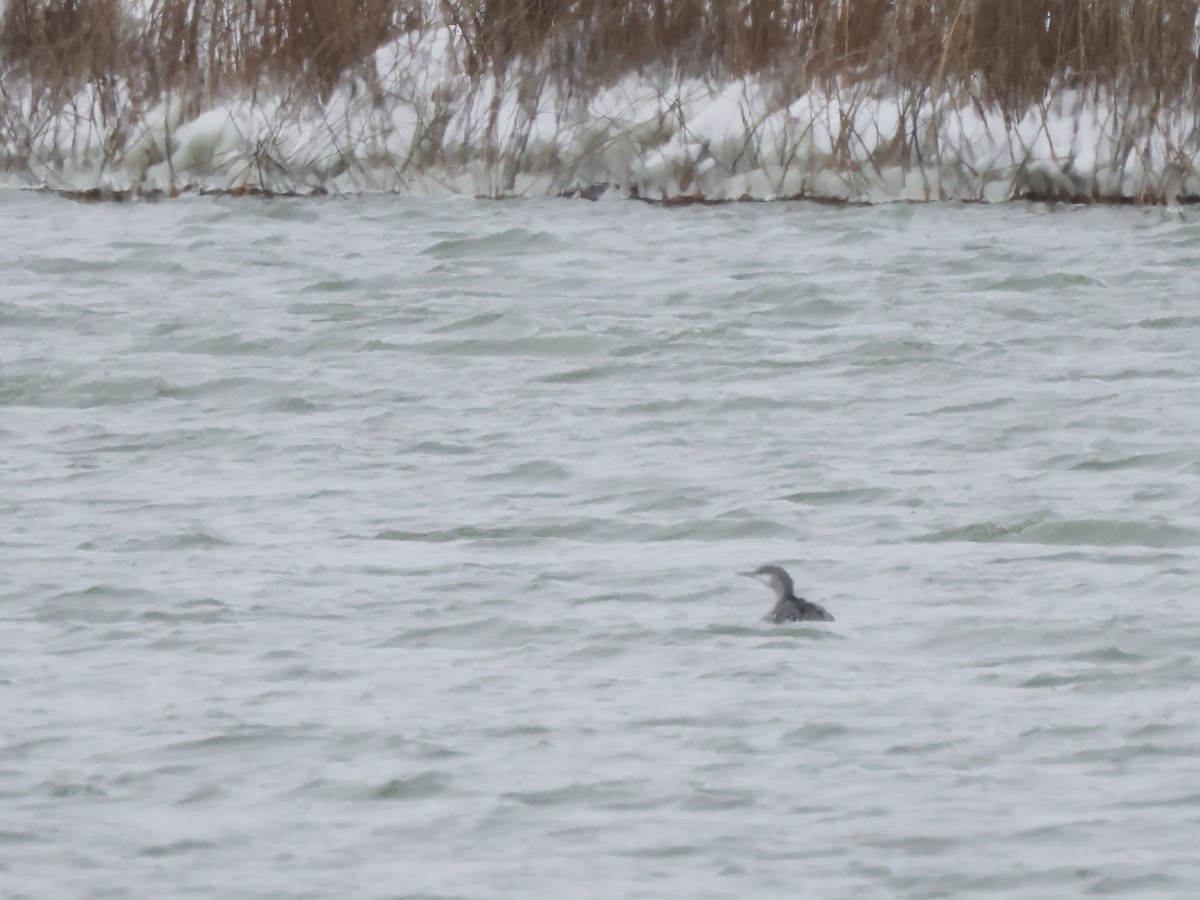 Red-throated Loon - ML610404467