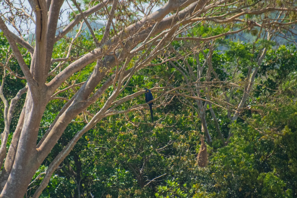 Hyacinth Macaw - ML610404549