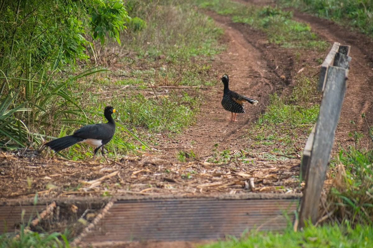 Bare-faced Curassow - ML610404663