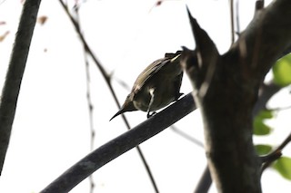  - Tagula Honeyeater