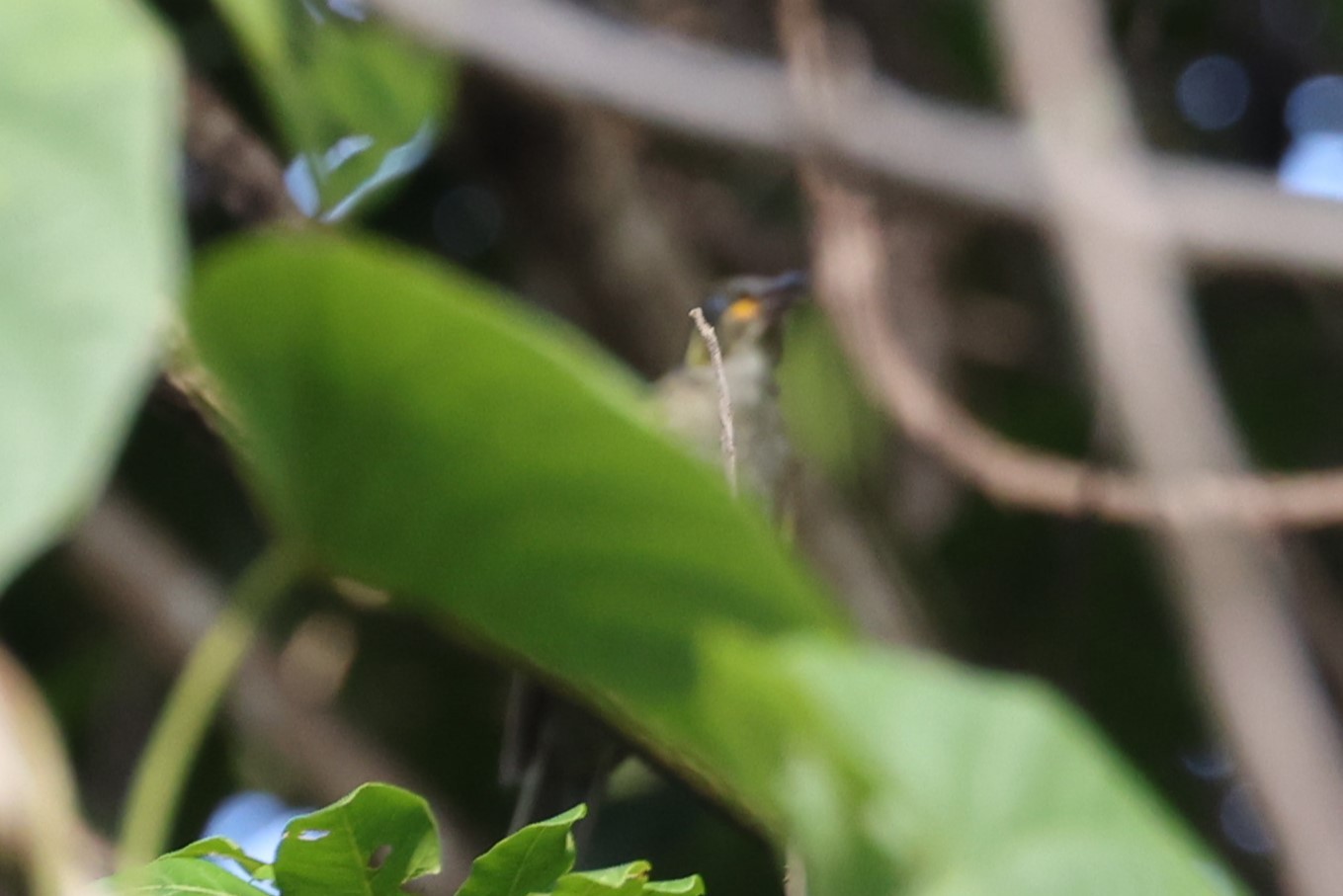 Tagula Honeyeater - eBird