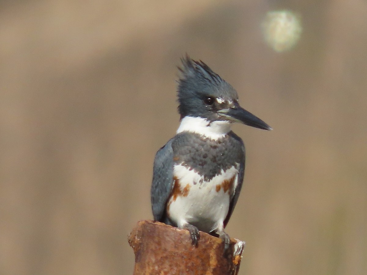 Belted Kingfisher - ML610405103