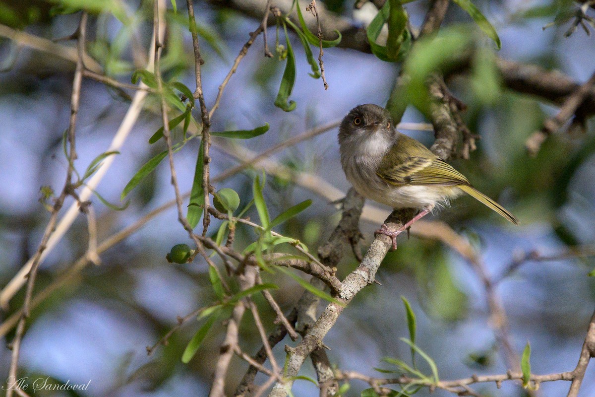 Pearly-vented Tody-Tyrant - ML610405112