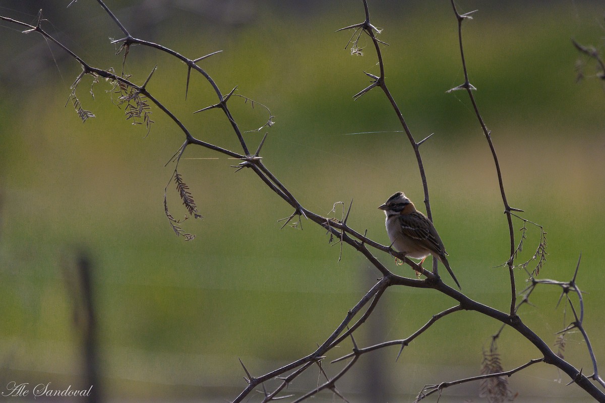 Rufous-collared Sparrow - ML610405143