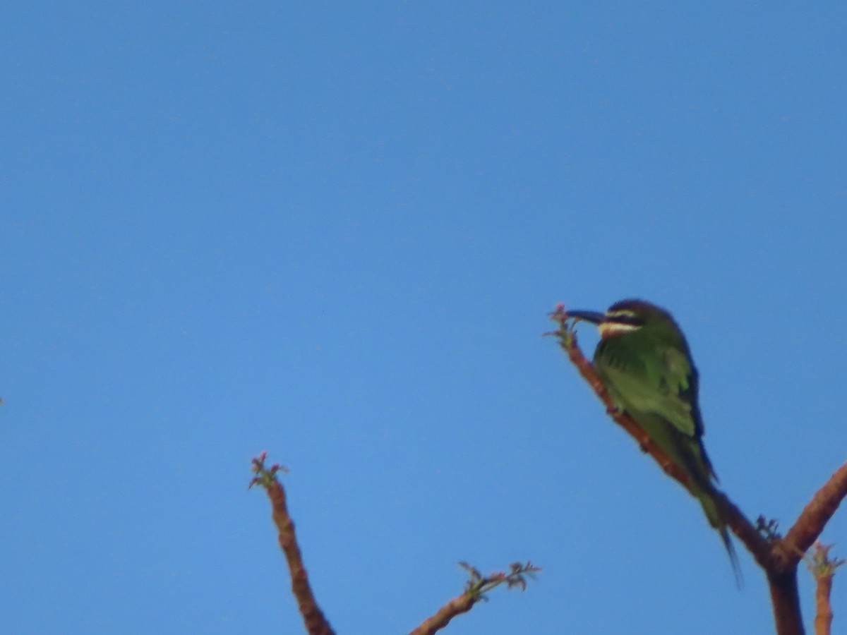 Madagascar Bee-eater - ML610405590