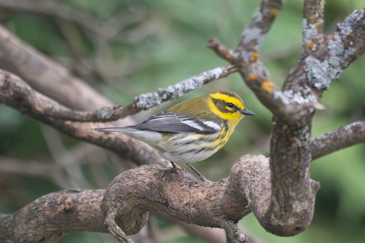 eBird Checklist 26 Oct 2023 Rue de la Coupe de l'Islet/Rue du Parc